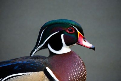 Wood duck close-up in natural setting