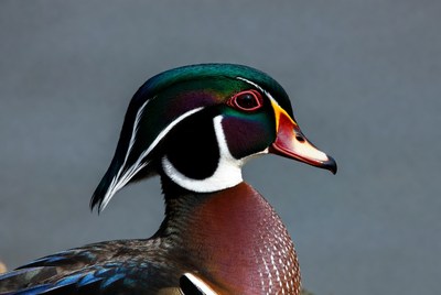Wood duck in close view near water