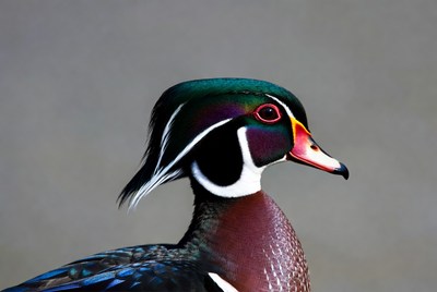 Wood duck close-up in natural light