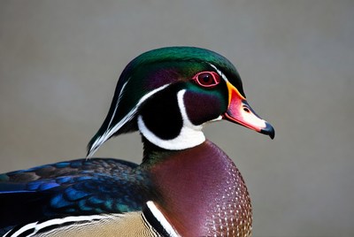 Wood duck close-up showing colorful details