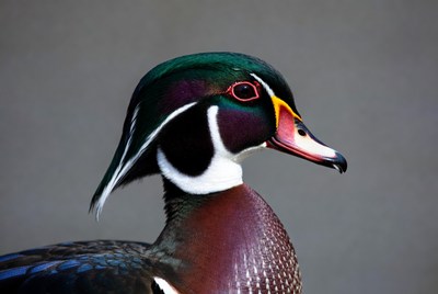 Wood duck displays vivid colors in profile