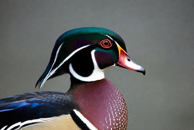 Wood duck close-up in natural light