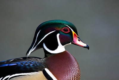 Wood duck close up in natural setting