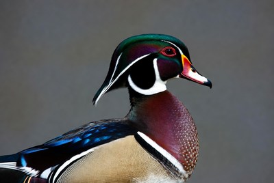 Wood duck close-up portrait