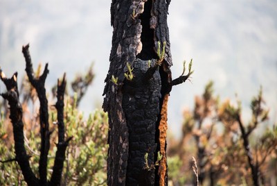 Burned tree showing signs of new life