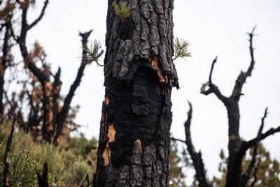 Burnt tree after wildfire event in forest