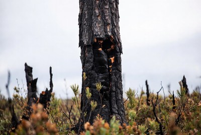 Burned tree in forest area after fire