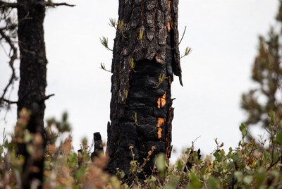Charred tree showing signs of life