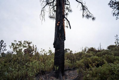 Tree damaged by fire in forest