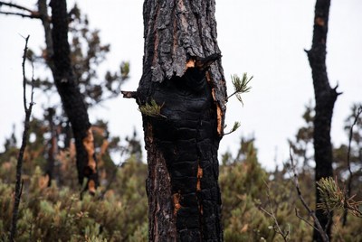 Tree damaged from forest fire