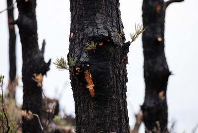 Burnt tree shows new growth after fire
