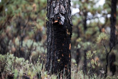 Burned tree stands in dry forest