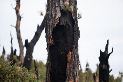 Tree trunk showing fire damage in forest