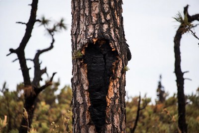 Tree damaged by fire in forest