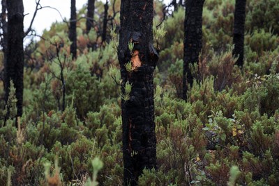 Burned trees in regrowth area