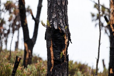 Charred tree after forest fire