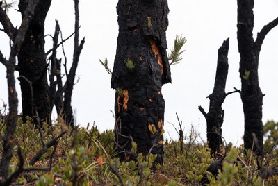 Tree trunk after forest fire