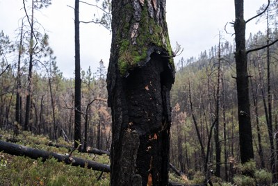 Charred tree after forest fire recovery