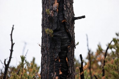 Burned tree shows fire damage in forest