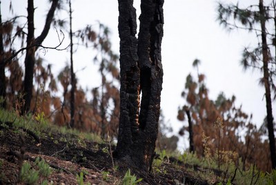 Burnt trees after wildfire