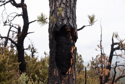 Burned tree with hollow area in forest