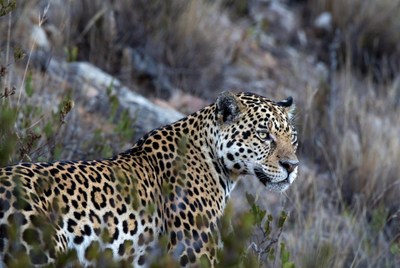 Jaguar in the wild