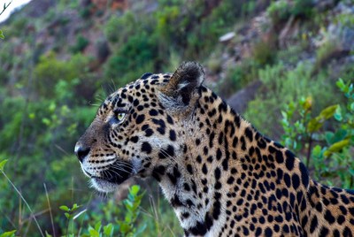 Leopard rests in natural habitat