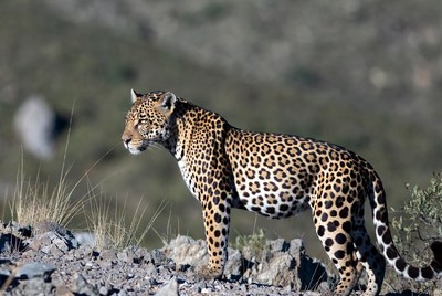 Leopard walking in rocky landscape