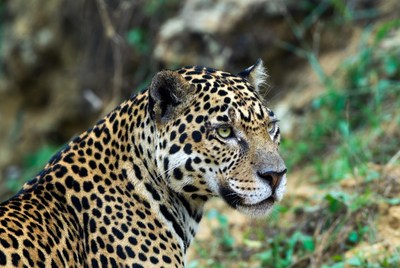 Leopard resting in natural habitat