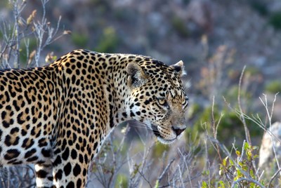 Leopard in natural habitat during daylight