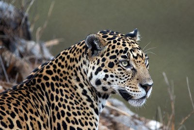 Leopard resting by the water