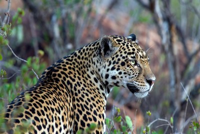 Leopard in natural habitat during daylight
