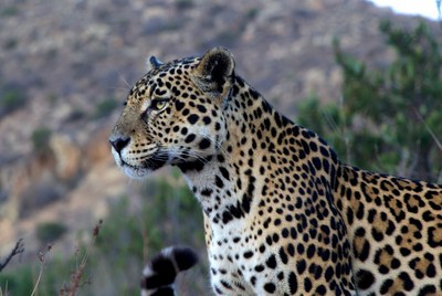 Leopard in the wild under sunlight
