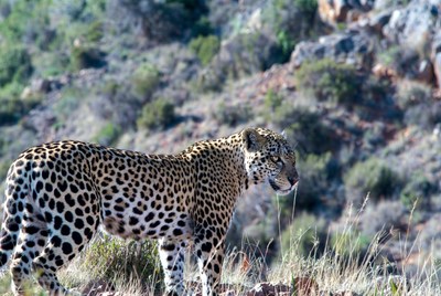 Leopard walks through grassy area