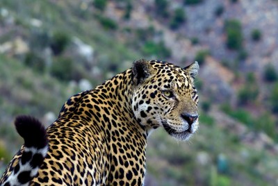 Leopard in the wild landscape