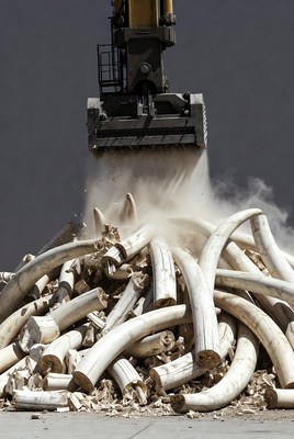 Crushing elephant tusks at a site