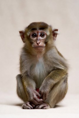 Macaque monkey sitting still indoors