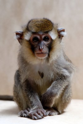 Young monkey sitting quietly indoors