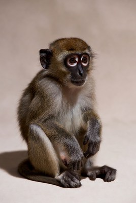 Monkey sitting on a light background