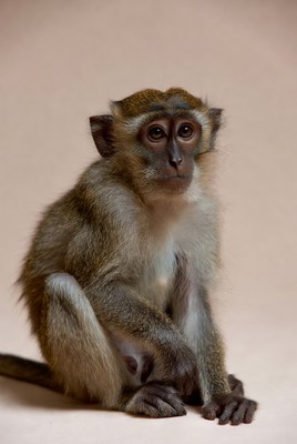 Monkey sitting on light background