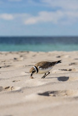 Bird searching for food on the beach