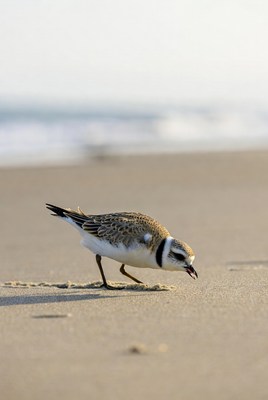 Bird walking on the beach shore
