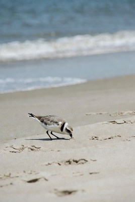 Bird walking on sandy beach near water