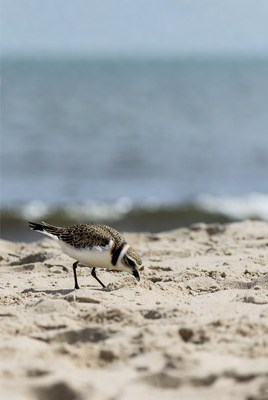 Bird searching for food on beach