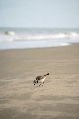 Bird walking on sandy beach