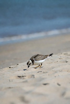 Bird foraging on sandy beach