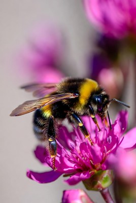 Bee on pink flower in spring