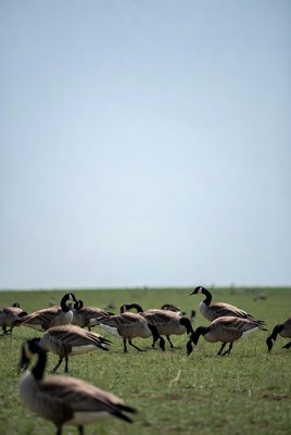Geese walking on grass field