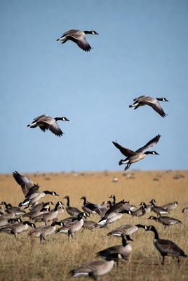 Geese flying above a grassy field