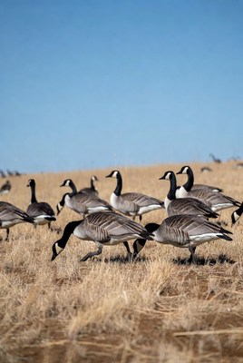 Geese walking on dry grasslands